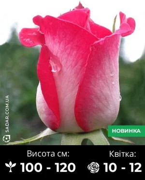 Троянда Ранок у Парижі