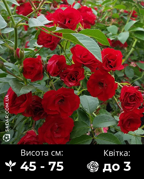 Троянда Ред Фейрі (Грунтопокривна)