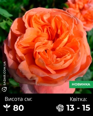 Троянда Рене Госінні