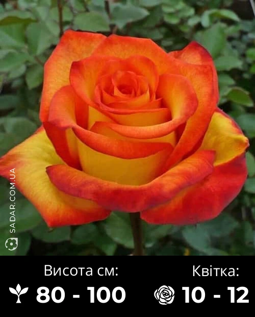 Троянда Сонечко