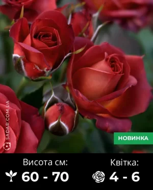 Троянда Спрей Чокочіно