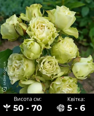 Троянда Спрей Лувіана