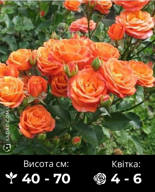 Троянда Спрей Оранж