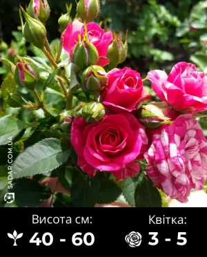 Троянда Спрей Пінк Флеш (Графіті)