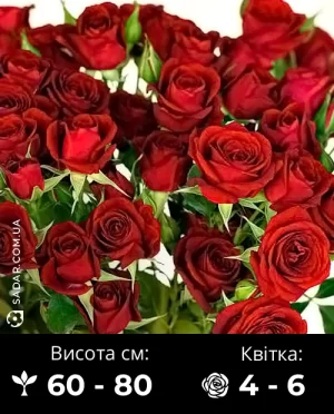 Троянда Спрей Пристрасть (червона)