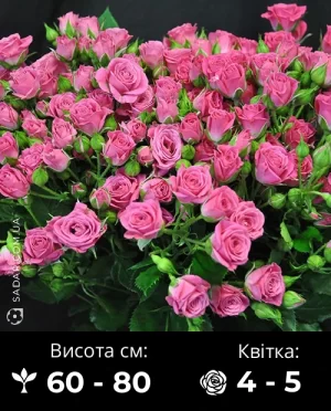 Троянда Спрей Рожева (Лавлі Лідія)