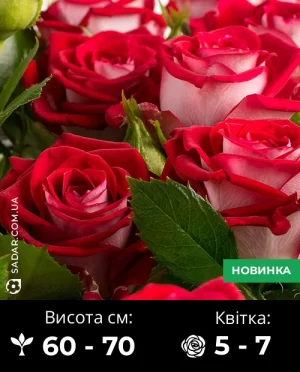 Троянда Спрей Рубі Стар