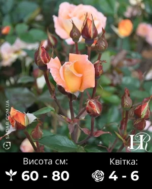 Троянда Спрей Вау