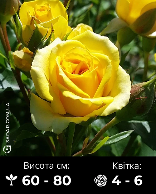 Троянда Спрей Жовта