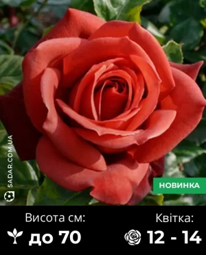Троянда Терракота