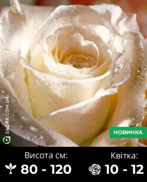 Троянда Вайт Шоколад