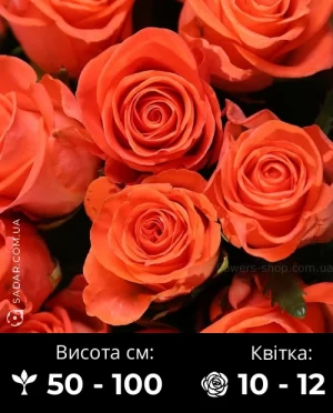 Троянда Вау