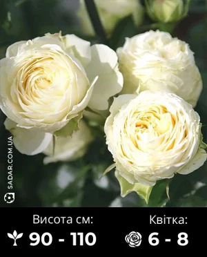 Троянда Ведінг Піано