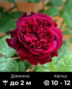 Троянда Вільям Шекспір (англійська)