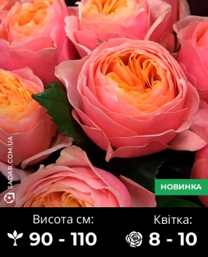 Троянда Вувузела