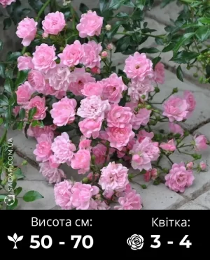 Троянда Зе Фейрі (Грунтопокривна)